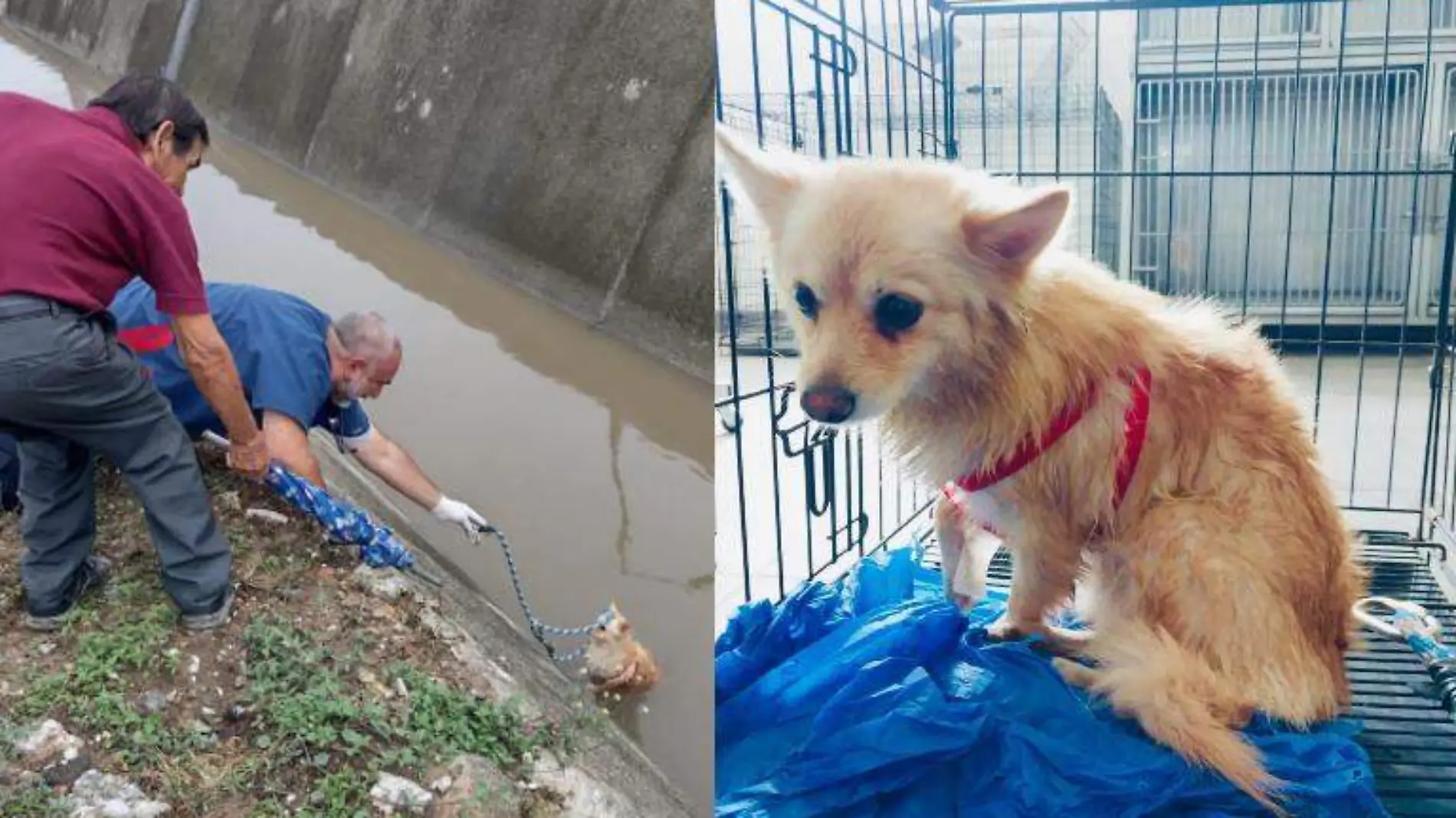 Rescatan a perrita que se encontraba en un canal de la Avenida Monterrey en Tampico Facebook